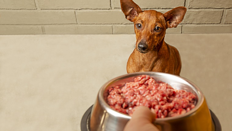 The owner's hand holds a bowl of meat in front of the dog's muzzle. Feeding a pet. Taking care of an animal. Natural food for the dog.