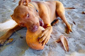 Dog on the beach chewing on a coconut