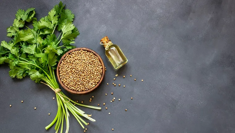 Glass bottle of coriander essential oil with coriander powder and fresh cilantro leaves on rustic table, aromatherapy massage oil concept ( coriandrum sativum )