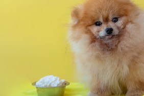 A small Pomeranian dog is sitting on a litter next to a bowl of cottage cheese, the muzzle is stained with cottage cheese close-up.