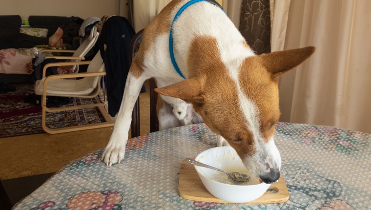 Hungry basenji dog standing on a table and licking plate with cottage cheese leftovers