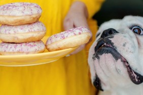 english bulldog begging for Donuts