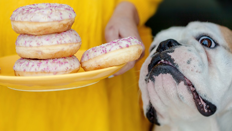 english bulldog begging for Donuts