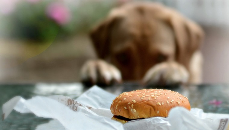 the hungry dog looks at a roll
