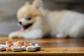 veterinary medicine, pet, animals, health care concept - focus on yellow pills, tablets with blur Pomeranian dog sitting on white background, isolate.