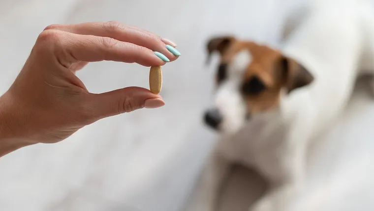 Woman giving the dog jack russell terrier with pill
