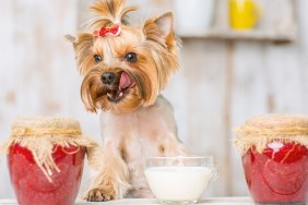 Liking the treat. Yorkshire terrier sitting on the table along with sour cream bowl and jam jars.