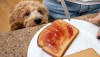 Adorable well trained miniature golden doodle puppy patiently sits and watches his owner make a peanut butter and jelly sandwich.