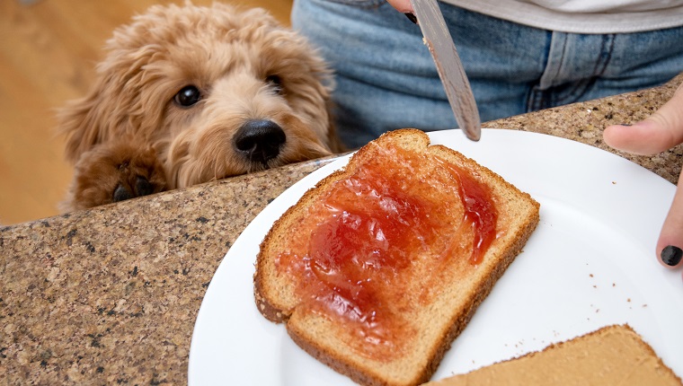 Adorable well trained miniature golden doodle puppy patiently sits and watches his owner make a peanut butter and jelly sandwich.