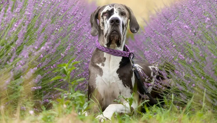 Lavender puppy sales