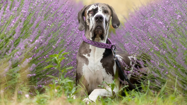boarhound in lavender field, germany, front view