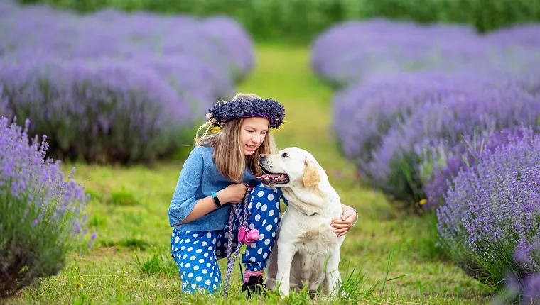 12 years old girl playing with her labrador retriever in a lavender field at summer in Transylvania