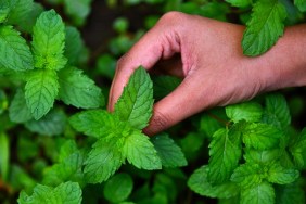 Mint Plant, An ayurvedic herb
