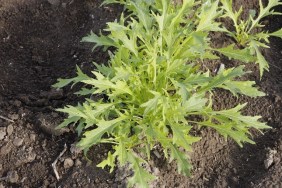 Green Mizuna organic salad vegetable growing