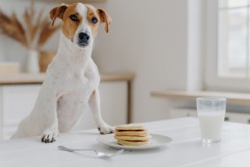 Jack russell terrier keeps both paws on table with pancakes, glass of milk, poses against kitchen background. Delicious food. Pedigree dog in modern apartment