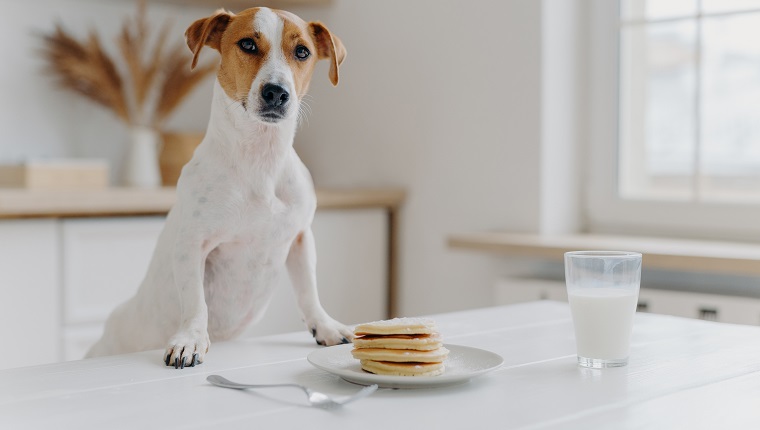 Jack russell terrier keeps both paws on table with pancakes, glass of milk, poses against kitchen background. Delicious food. Pedigree dog in modern apartment