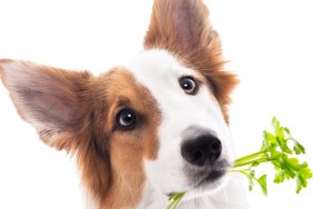Dog holds a bunch of parsley in mouth, isolated in front of white, concept herbs, vitamins and nutrition