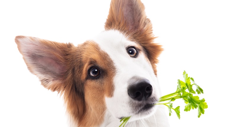 Dog holds a bunch of parsley in mouth, isolated in front of white, concept herbs, vitamins and nutrition