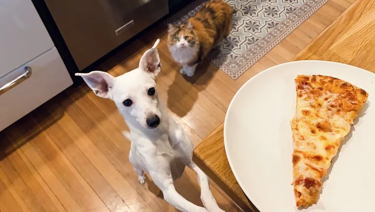 A little white dog and a calico cat begging for a slice of pizza on a plate in a residential kitchen.