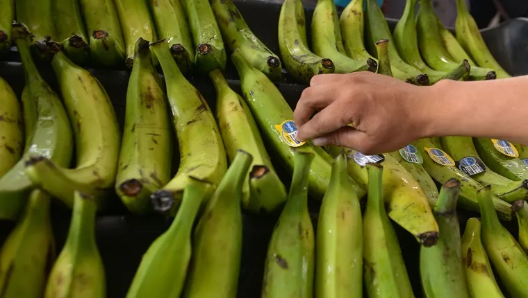 An employee labels plantains at the newly inaugurated fruit dehydration and plantain packing plant, in the San Rafael Cooperative, in El Paisnal, 38 km north of San Salvador, on February 17, 2016. The processing plant will create jobs for young men and women of the town , which will help reduce emigration to other countries, especially the United States. AFP PHOTO / MARVIN RECINOS (Photo by Marvin RECINOS / AFP) 