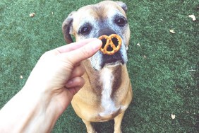 Hand Holding Pretzel In Front Of Dog On Field