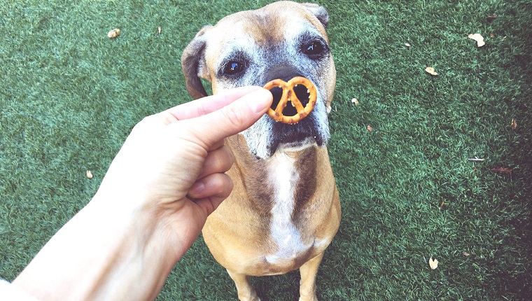 Hand Holding Pretzel In Front Of Dog On Field