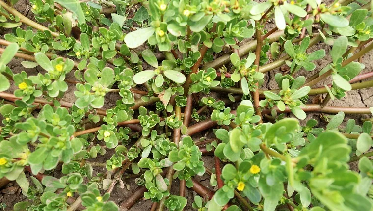 Field weed common purslane. Portulaca oleracea. Selective focus.