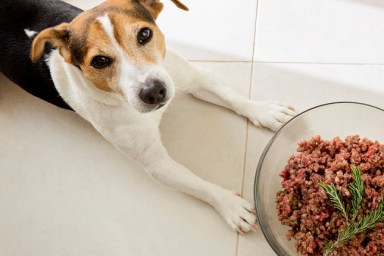 The dog jack russell terrier lies with a huge bowl of raw minced meat, food for dog concept