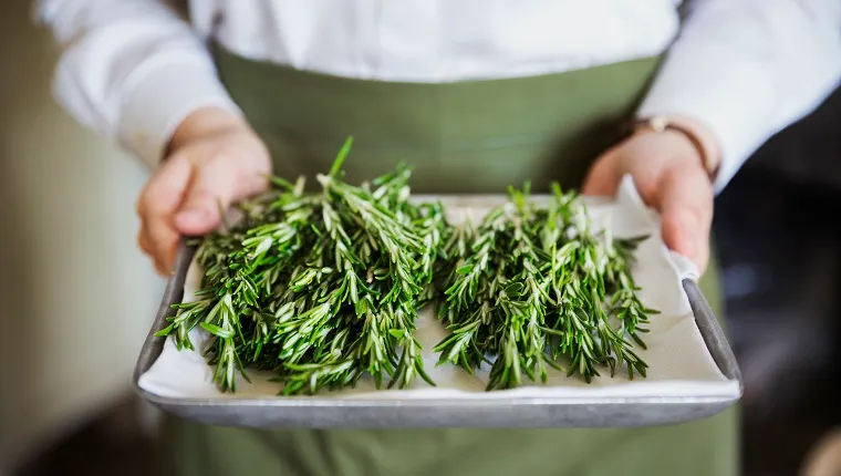 Close up of person wearing apron holding tray with fresh rosemary.