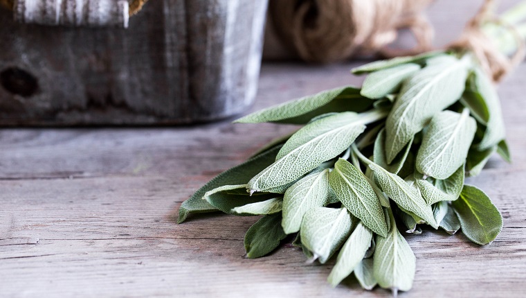 Can Dogs Eat Sage? Is Sage Safe For Dogs? - DogTime