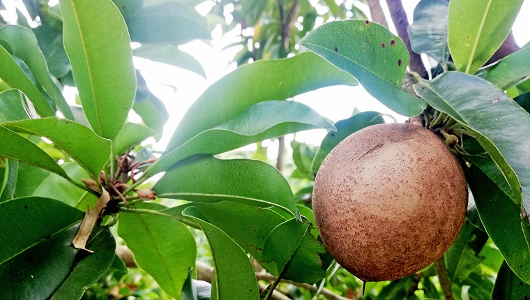 Sapodilla fruit, in Indonesian language names"BALINESE KIWI", growth on tree
