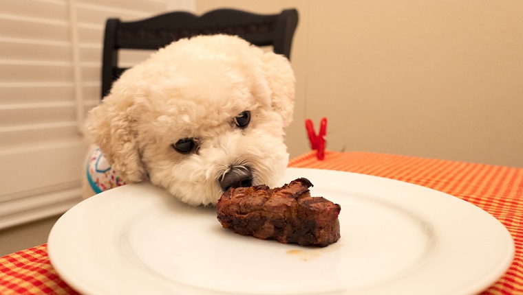 Close-up of cute domestic Bichon Frise dog wearing a bib, siting on a chair, and eating a large portion of grilled steak from a white plate on a table with a red table cloth, April 24, 2017.
