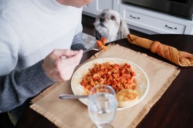 Close-up of unrecognizable white man eating pasta dish at home with Coton de Tuléar looking on