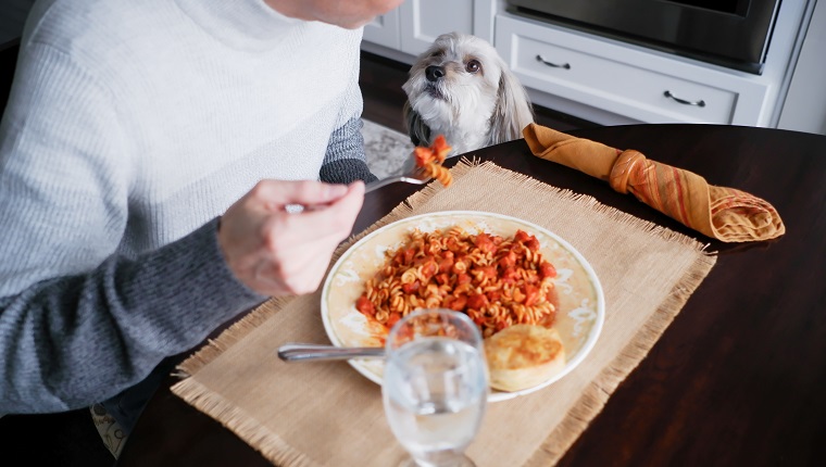 Close-up of unrecognizable white man eating pasta dish at home with Coton de Tuléar looking on