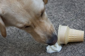 A dog eating a dropped ice cream cone on the sidewalk