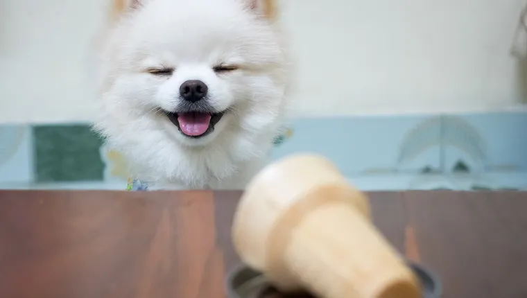 The dog smiled at the ice cream cone.White Pomeranian puppy