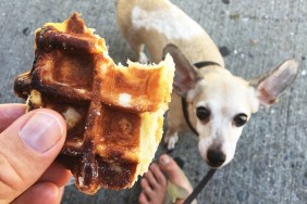 Hand holding a sweet waffle snack while a dog looks up with hungry eyes