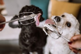 Hungry Dogs Licking Whipped Cream Out Of Electric Mixer Wire