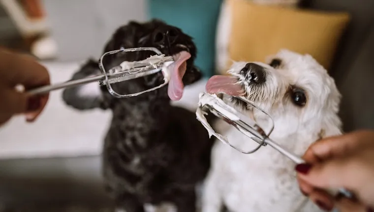 Hungry Dogs Licking Whipped Cream Out Of Electric Mixer Wire