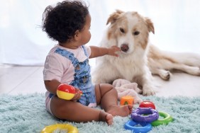 Baby girl sitting on floor playing with family pet dog, child friendly border collie