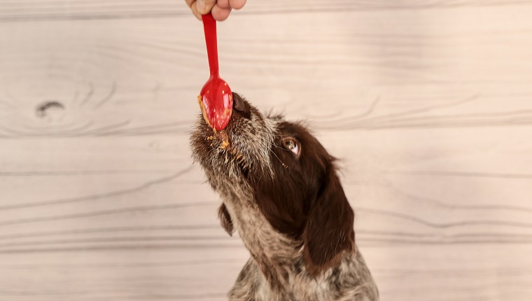 wirehaired pointing griffon eating peanut butter