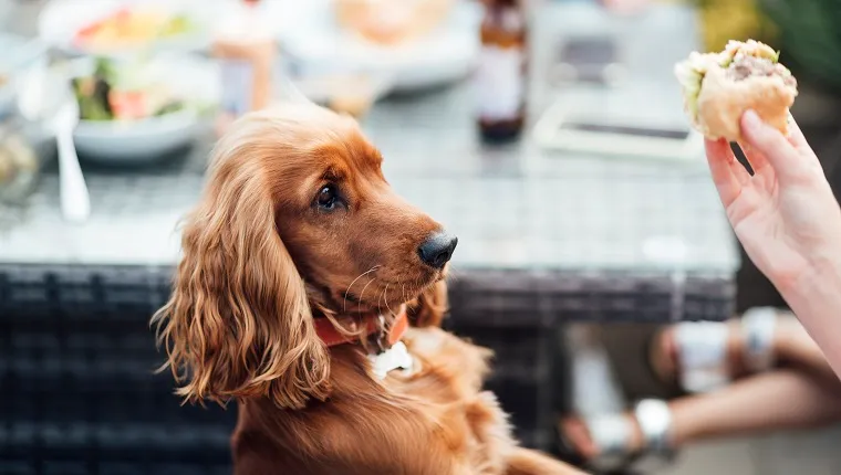 Unrecognisable person asking her dog to sit before she feeds him a bite of her sandwich while at a BBQ social gathering.