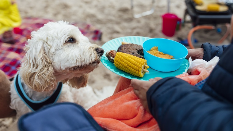 A cheeky cockapoo peeks onto their owners plate of Memorial Day BBQ food trying to get a taste of what is on the plate.