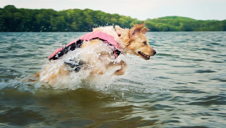 dog jumping in lake with life jacket