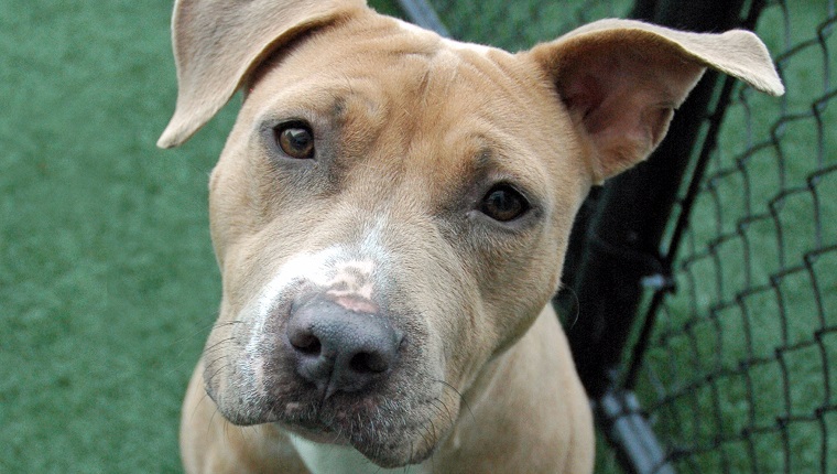 Save A Dog: Overlooked Pit Bull At Indiana Shelter Finally Gets Forever ...