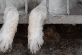 The dog's paws are hanging between the rods from the cage of the aviary. The concept of animal cruelty or pet irresponsibility. A dog abandoned in a dog shelter or animal shelter, copy space.