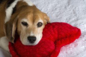 beagle dog resting on heart shaped pillow