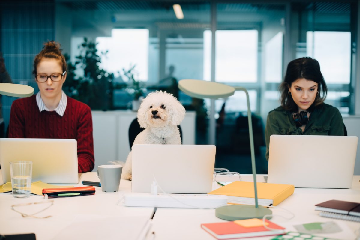 Do's and Don'ts of 'Take Your Dog To Work Day'