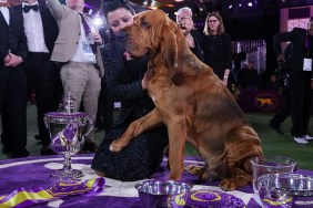 TARRYTOWN, NEW YORK - JUNE 22: Trumpet, a bloodhound wins Best in Show at the 146th Annual Westminster Kennel Club Dog Show in Tarrytown of New York, United States on June 22, 2022.