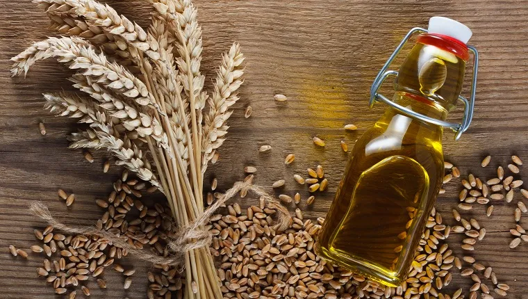 Wheat grain and wheat germ oil